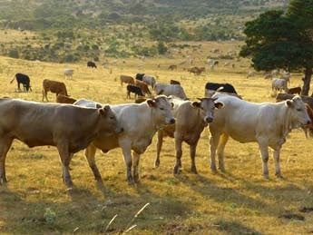 habra casi diez veces mas visitantes que cabezas de ganado en la proxima feria de cantalojas