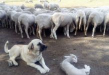 Usar mastines para defender a los rebaños es una opción frente al lobo, aunque también complicada.