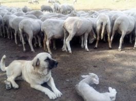 Usar mastines para defender a los rebaños es una opción frente al lobo, aunque también complicada.