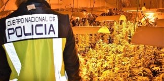 Casi 2.000 plantas de marihuana han sido incautadas en esta operación por la Policía Nacional en Guadalajara.