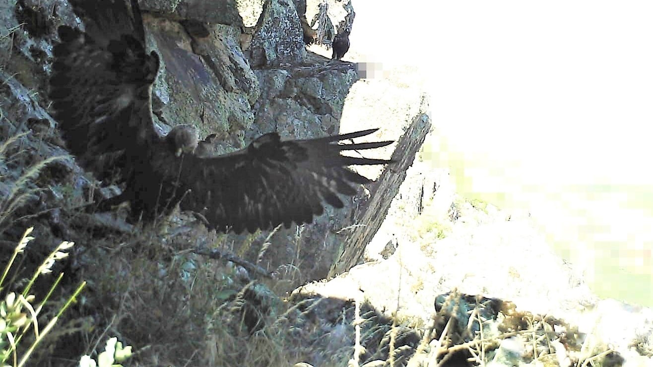 Es un delito fotografiar un pollo de águila real - La Crónica de  Guadalajara: Tu periódico digital