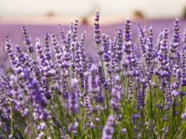 Campos de lavanda, en Brihuega.