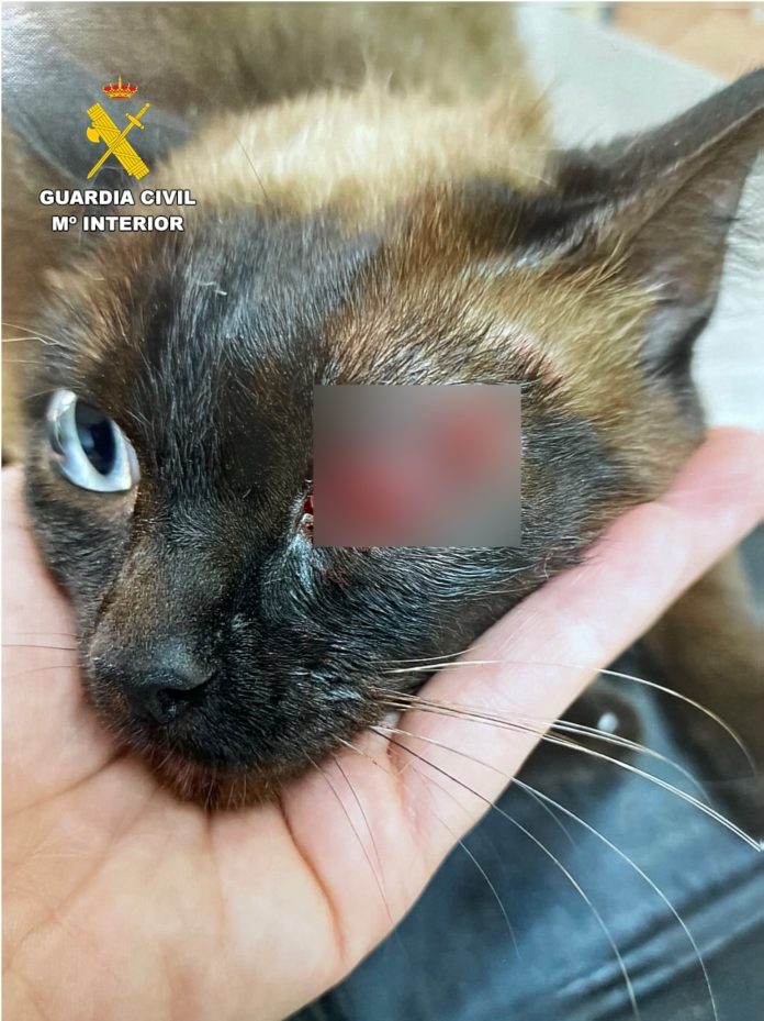 Este es el gato que sufrió el perdigonazo en Almansa (Albacete). (Foto: Guardia Civil)