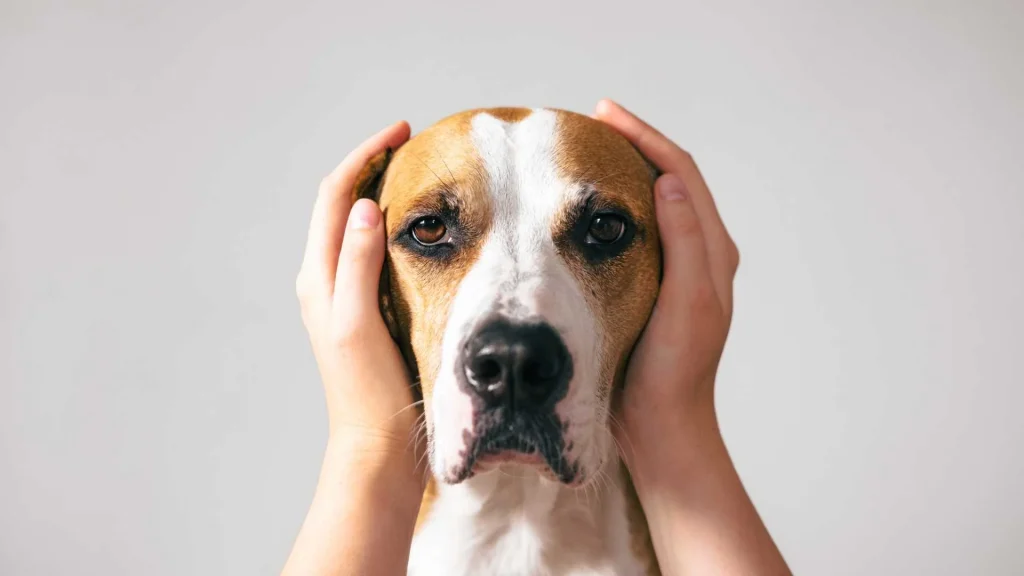 Muchos perros y gatos sufren con el ruido de cohetes y petardos.