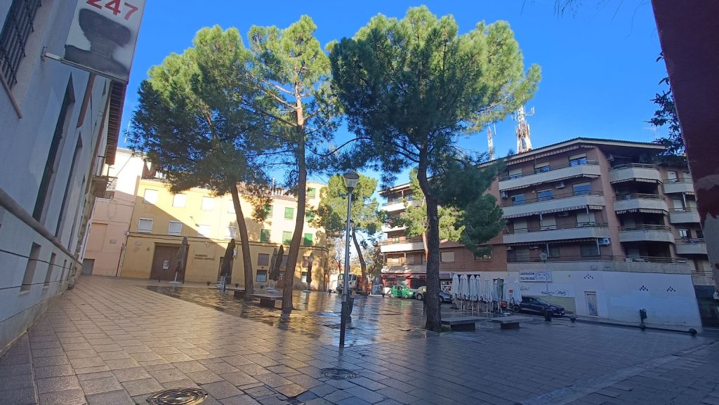 De los cuatro grandes pinos que sobreviven en San Esteban sólo van a quedar dos. (Foto: La Crónic@)