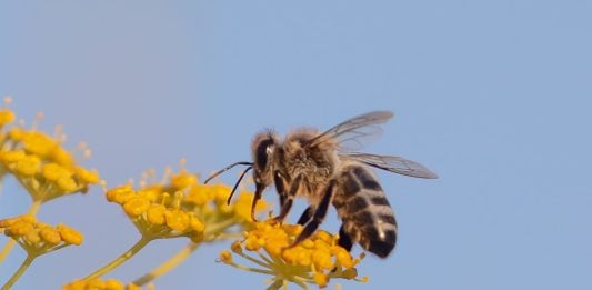 Ejemplar de abeja negra ibérica.