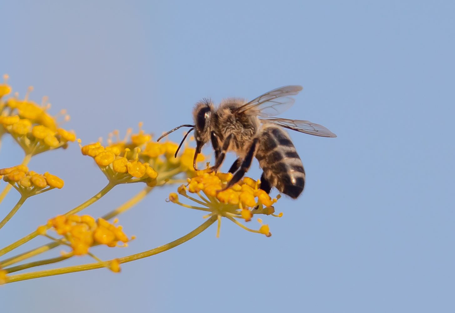 Ejemplar de abeja negra ibérica.