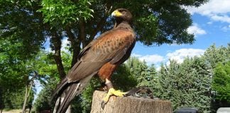 Ejemplar de halcón utilizado en Cabanillas del Campo contra las palomas.