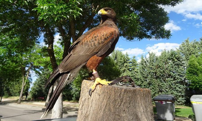 Ejemplar de halcón utilizado en Cabanillas del Campo contra las palomas.