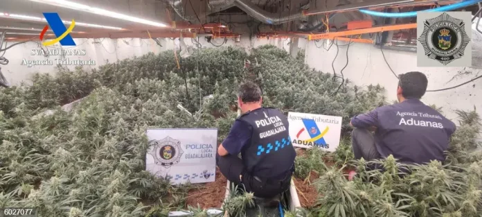 Plantación de marihuana bajo techo en la ciudad de Guadalajara.