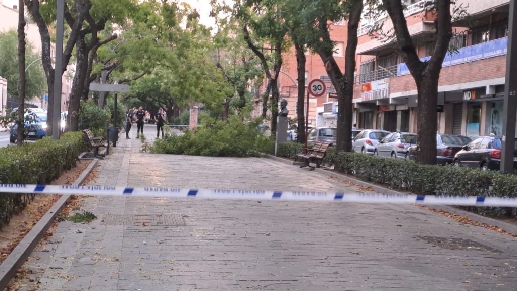 La efigie de Fernández Iparraguirre contempla con asombro el árbol caído en el paseo que lleva su nombre, en imagen del 30 de julio de 2024. (Foto: Ayto. Guadalajara)