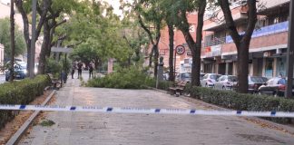 La efigie de Fernández Iparraguirre contempla con asombro el árbol caído en el paseo que lleva su nombre, en imagen del 30 de julio de 2024. (Foto: Ayto. Guadalajara)