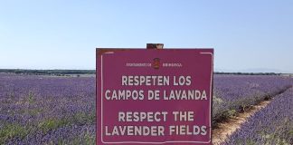 Campos de lavanda en el alto de Villaviciosa en junio de 2024. (Foto: La Crónic@)