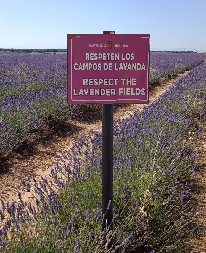 Campos de lavanda en el alto de Villaviciosa en junio de 2024. (Foto: La Crónic@)