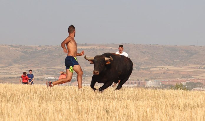 Uno de los momentos vividos en el encierro por el campo de Cabanillas del Campo el 19 de julio de 2024.