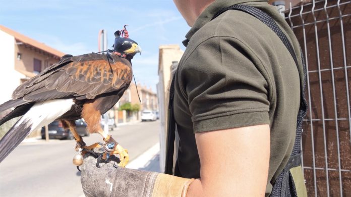 Halcón utilizado en Alovera contra las palomas.