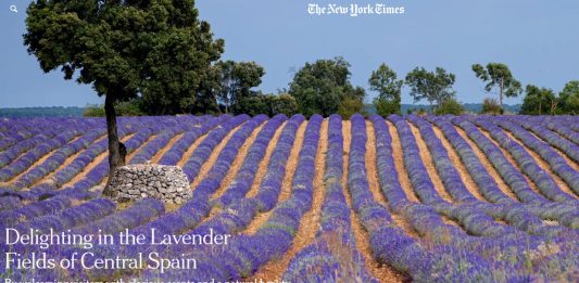 Ilustración que encabeza el amplio reportaje dedicado en The New York Times a los campos de lavanda de Brihuega y a algunas otras localidades de Guadalajara.