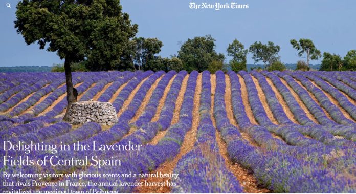 Ilustración que encabeza el amplio reportaje dedicado en The New York Times a los campos de lavanda de Brihuega y a algunas otras localidades de Guadalajara.