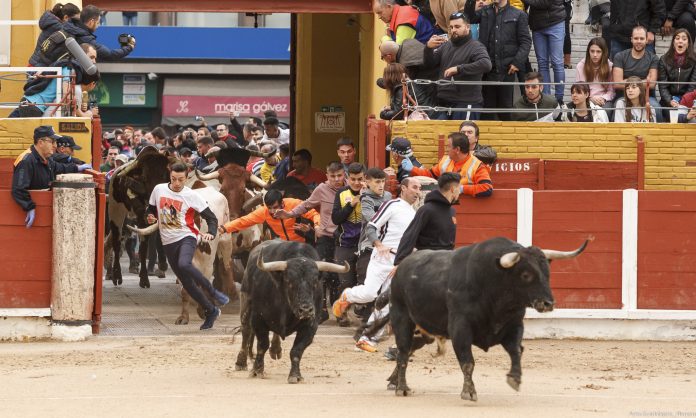 Cuarto encierro de toros en Guadalajara en 2019. (Foto: Ayto. Guadalajara)