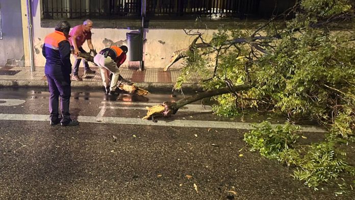 El concejal Chema Antón ayuda a retirar un árbol tronchado por la tormenta en el Paseo, durante la noche del viernes.