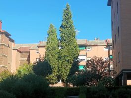 Cipreses de las Casas del Rey a los que alude El Paseante en su artículo. (Foto: La Crónic@)