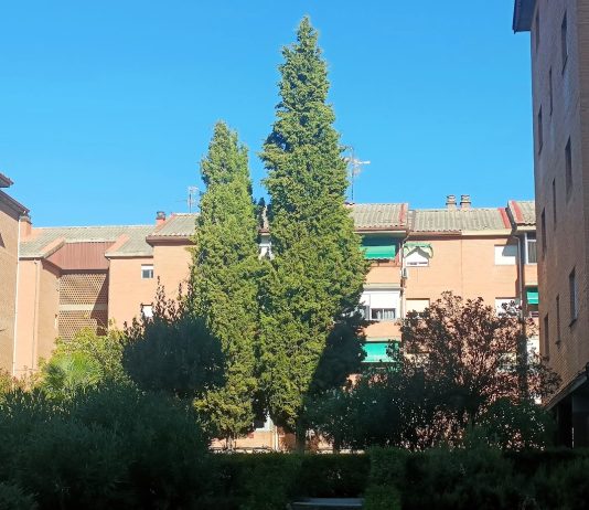 Cipreses de las Casas del Rey a los que alude El Paseante en su artículo. (Foto: La Crónic@)