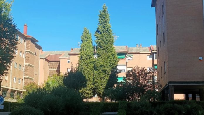 Cipreses de las Casas del Rey a los que alude El Paseante en su artículo. (Foto: La Crónic@)