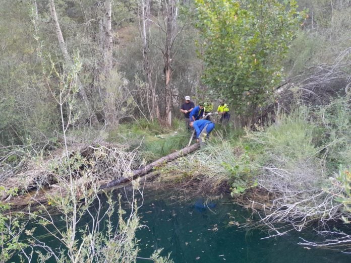 Limpieza del Tajo en Poveda. (Foto: CHT