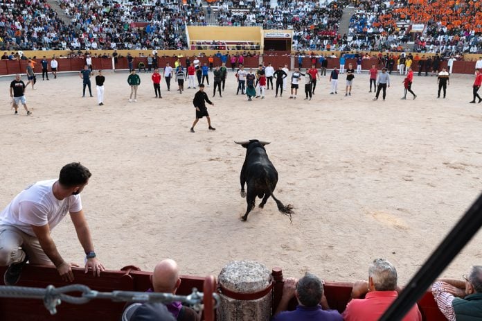 Suelta de novillos y vaquillas posterior al encierro del jueves, 12 de septiembre de 2024. (Foto: Jesús de los Reyes)