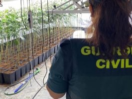 Plantación de marihuana en Torija. (Foto: Guardia Civil)