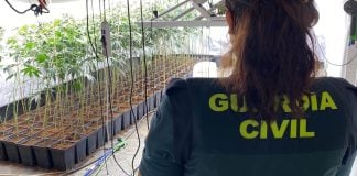 Plantación de marihuana en Torija. (Foto: Guardia Civil)