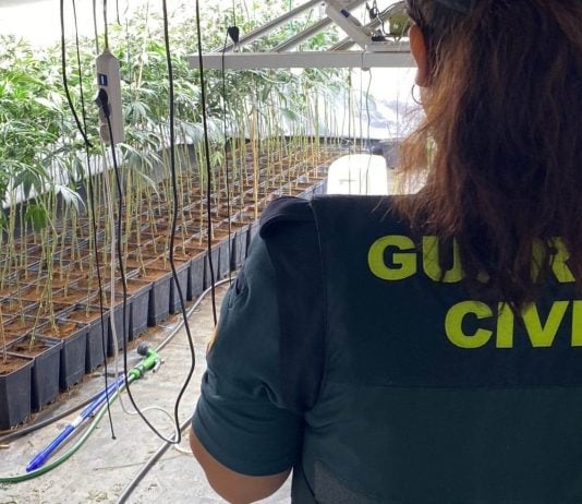 Plantación de marihuana en Torija. (Foto: Guardia Civil)