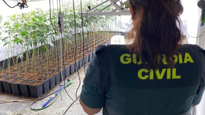 Plantación de marihuana en Torija. (Foto: Guardia Civil)