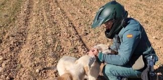 Agente del Seprona con dos perros. (Foto: Guardia Civil)