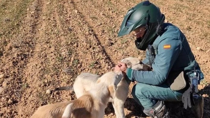 Agente del Seprona con dos perros. (Foto: Guardia Civil)