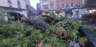 En la noche del viernes caía el gran árbol del Jardinillo, sin causar daños personales dado el momento en que ocurrió, sin la concurrencia habitual de la plaza. (Foto: La Crónic@)