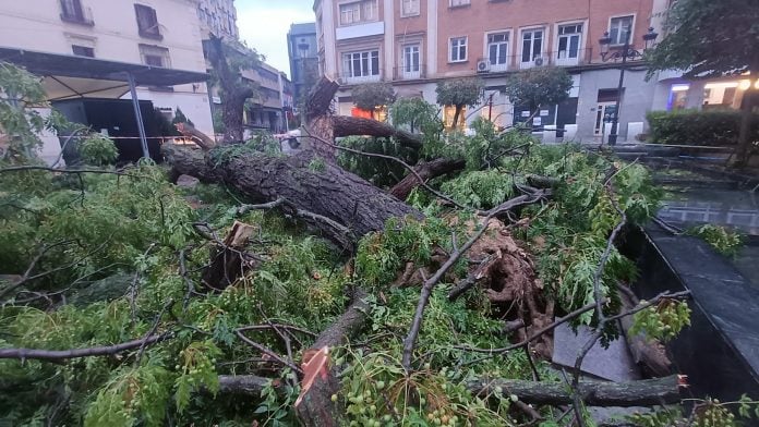 En la noche del viernes caía el gran árbol del Jardinillo, sin causar daños personales dado el momento en que ocurrió, sin la concurrencia habitual de la plaza. (Foto: La Crónic@)