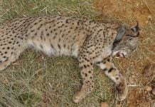 El lince ibérico 'Salteado' tras ser abatido por un cazador.