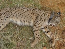 El lince ibérico 'Salteado' tras ser abatido por un cazador.