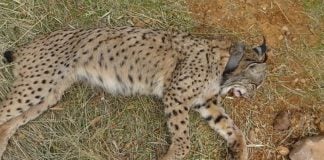 El lince ibérico 'Salteado' tras ser abatido por un cazador.