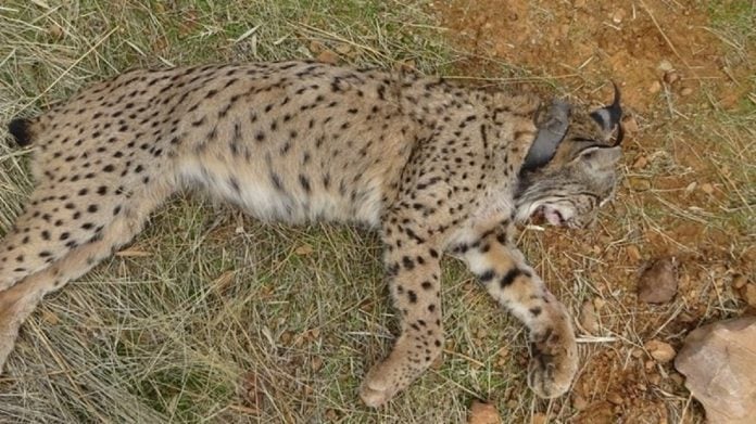 El lince ibérico 'Salteado' tras ser abatido por un cazador.