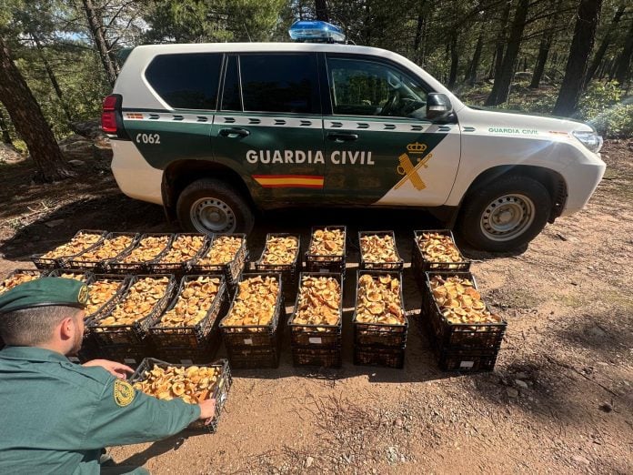 Cajas de setas incautadas el 10 de octubre de 2024 en Canales de Molina. (Foto: Guardia Civil)