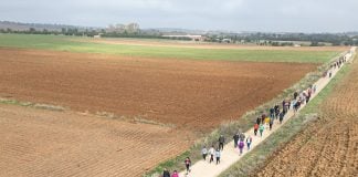 Marcha nórdica en Cabanillas, el 9 de noviembre de 2024. (Foto. Ayto. de Cabanillas)