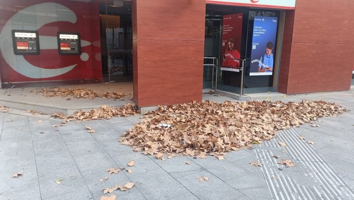 Hojas secas en Guadalajara el 8 de diciembre de 2024. (Foto: La Crónic@)